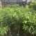 杨梅苗，正种东魁杨梅50-60cm高中杯移植苗