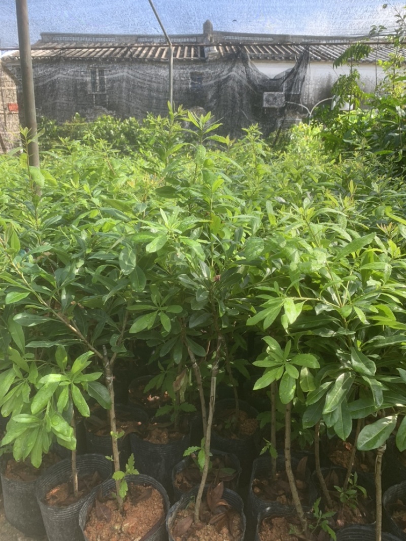杨梅苗，正种东魁杨梅50-60cm高中杯移植苗