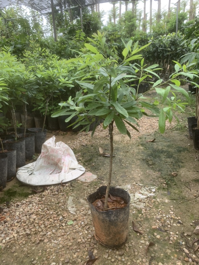 杨梅苗，正种东魁杨梅50-60cm高中杯移植苗