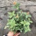轮叶豆瓣绿盆栽绿植花草室内办公吸甲醛四季常青观植物