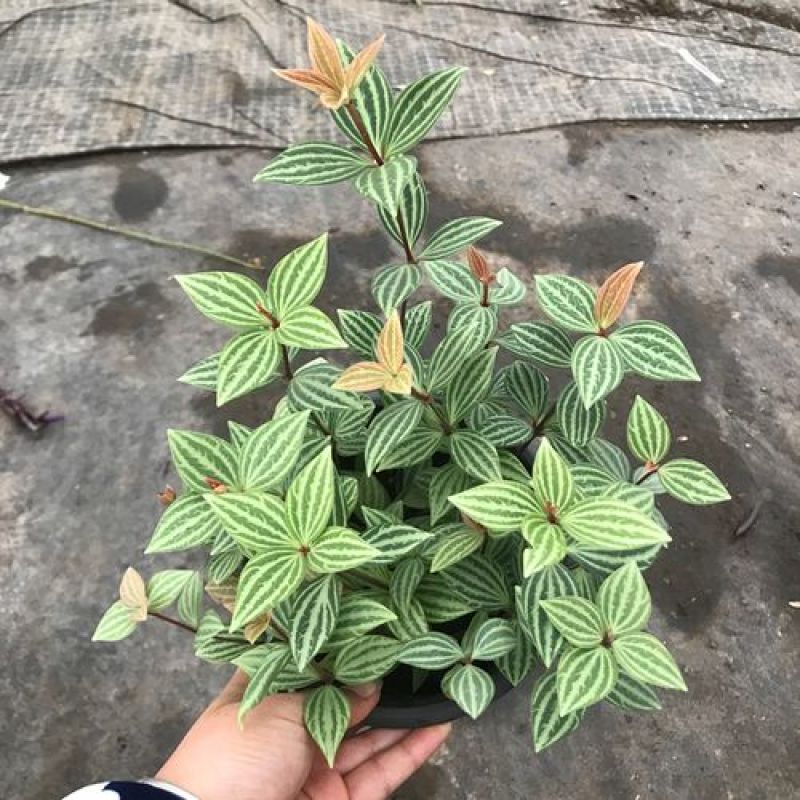 轮叶豆瓣绿盆栽绿植花草室内办公吸甲醛四季常青观植物