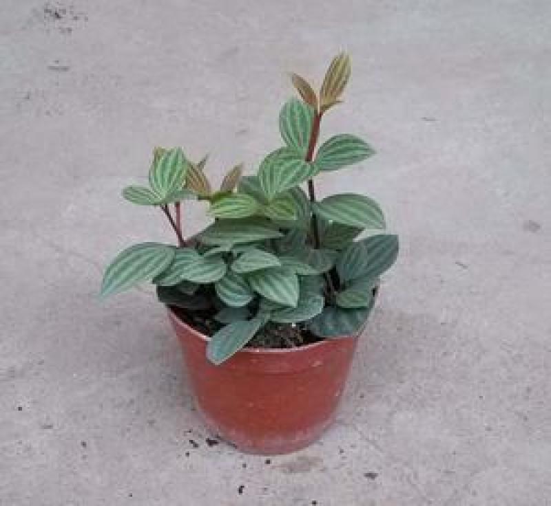 轮叶豆瓣绿盆栽绿植花草室内办公吸甲醛四季常青观植物