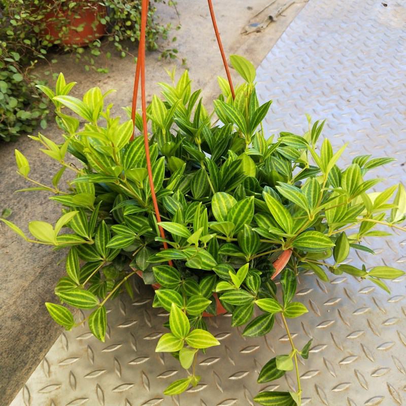 轮叶豆瓣绿盆栽绿植花草室内办公吸甲醛四季常青观植物