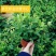 轮叶豆瓣绿盆栽绿植花草室内办公吸甲醛四季常青观植物