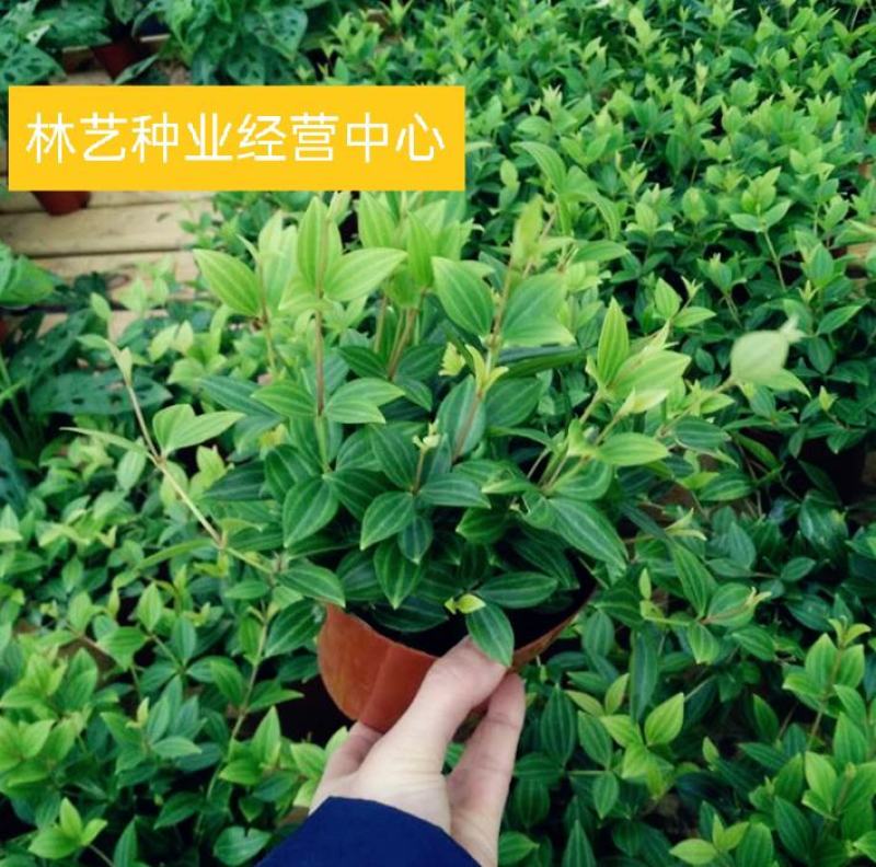 轮叶豆瓣绿盆栽绿植花草室内办公吸甲醛四季常青观植物