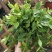 轮叶豆瓣绿盆栽绿植花草室内办公吸甲醛四季常青观植物