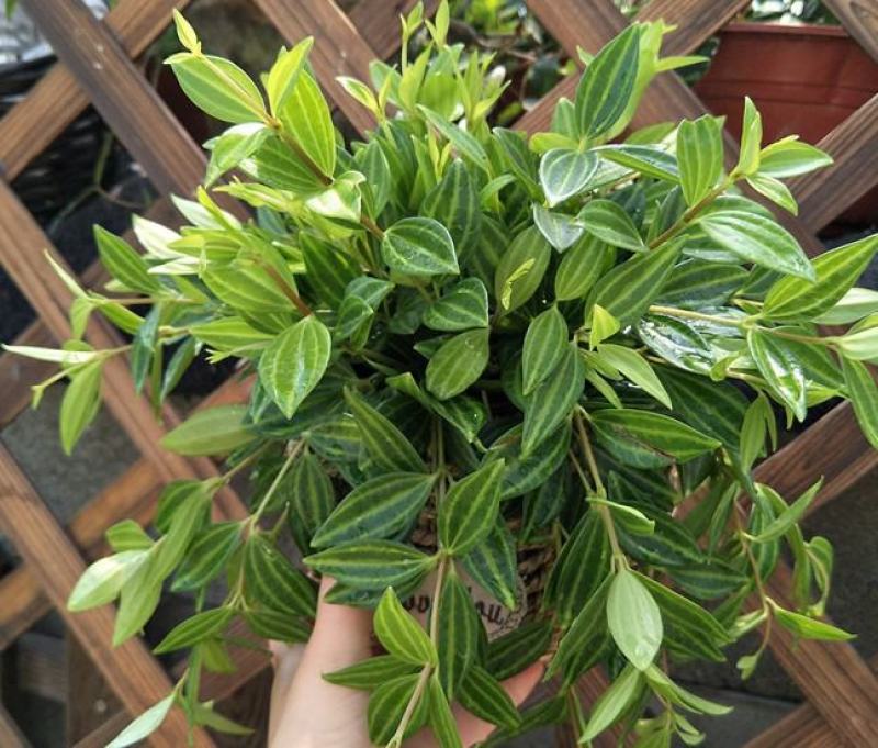 轮叶豆瓣绿盆栽绿植花草室内办公吸甲醛四季常青观植物