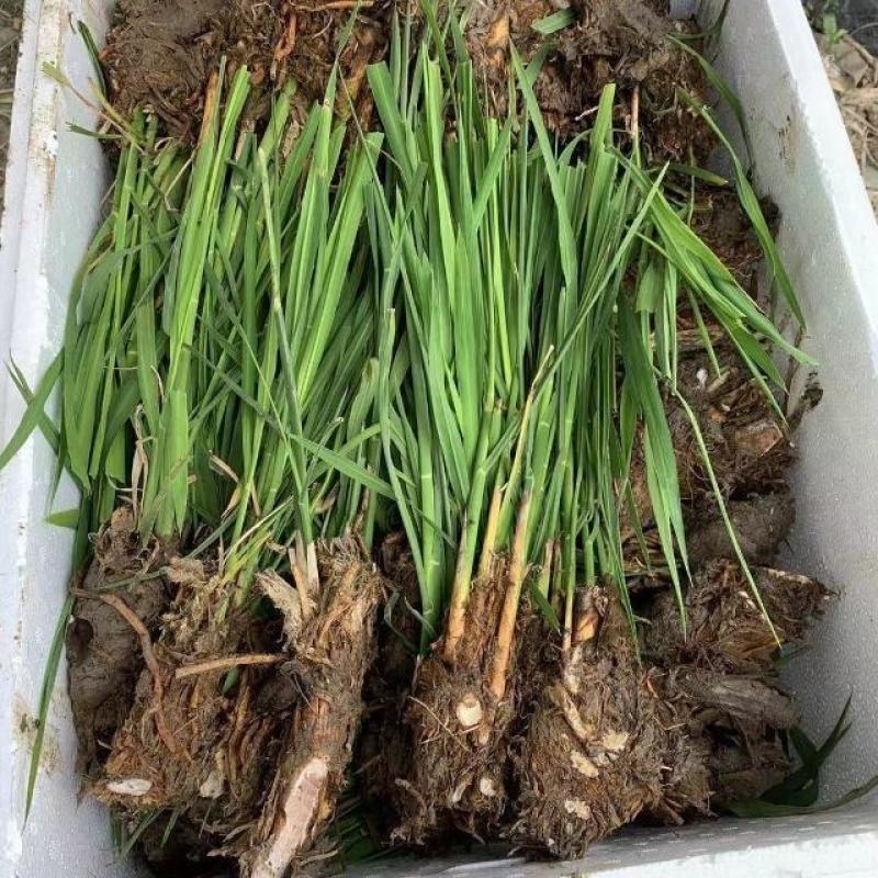 包邮茭白种苗现挖现货早熟改良型双季茭白苗种高笋苗浙茭2号