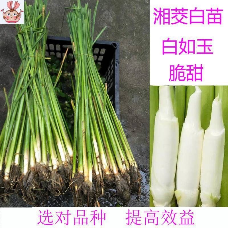 包邮茭白种苗现挖现货早熟改良型双季茭白苗种高笋苗浙茭2号