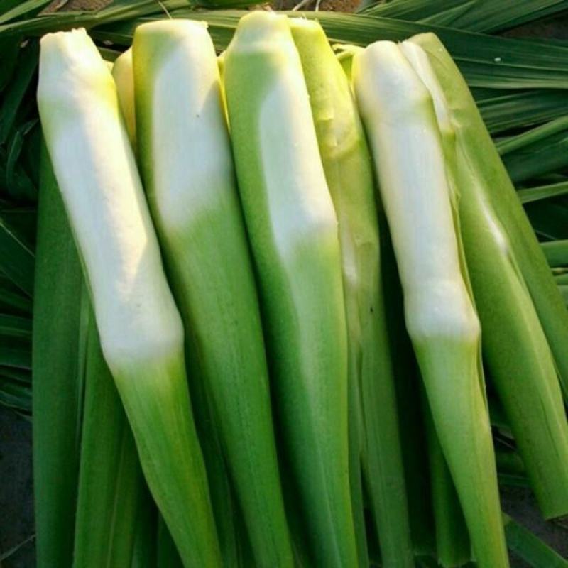 包邮茭白种苗现挖现货早熟改良型双季茭白苗种高笋苗浙茭2号