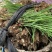 包邮茭白种苗现挖现货早熟改良型双季茭白苗种高笋苗浙茭2号