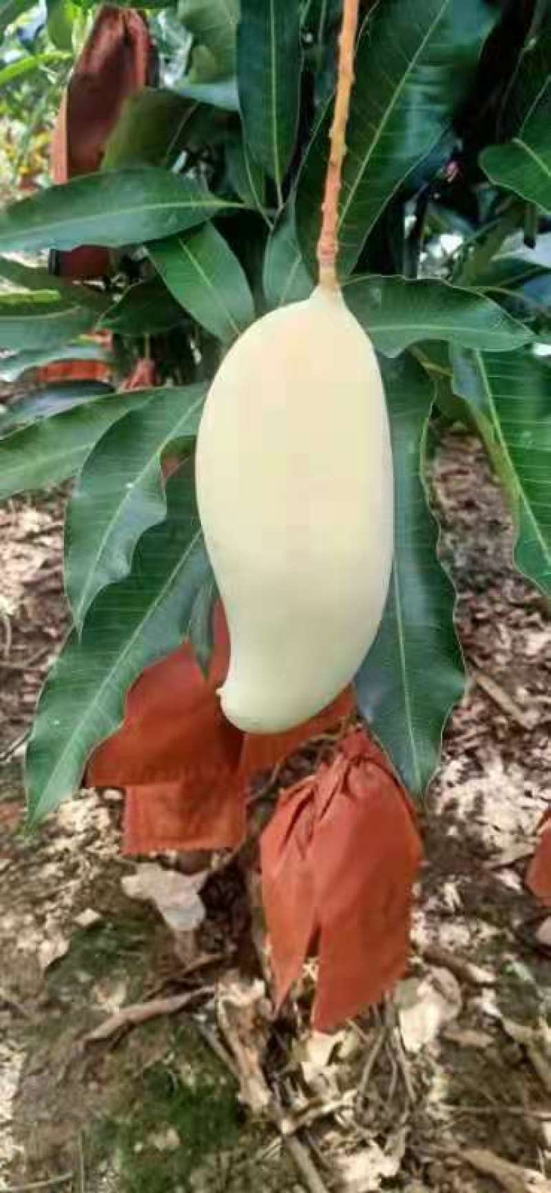 景东晚熟芒果大量上市
