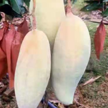 景东晚熟芒果大量上市