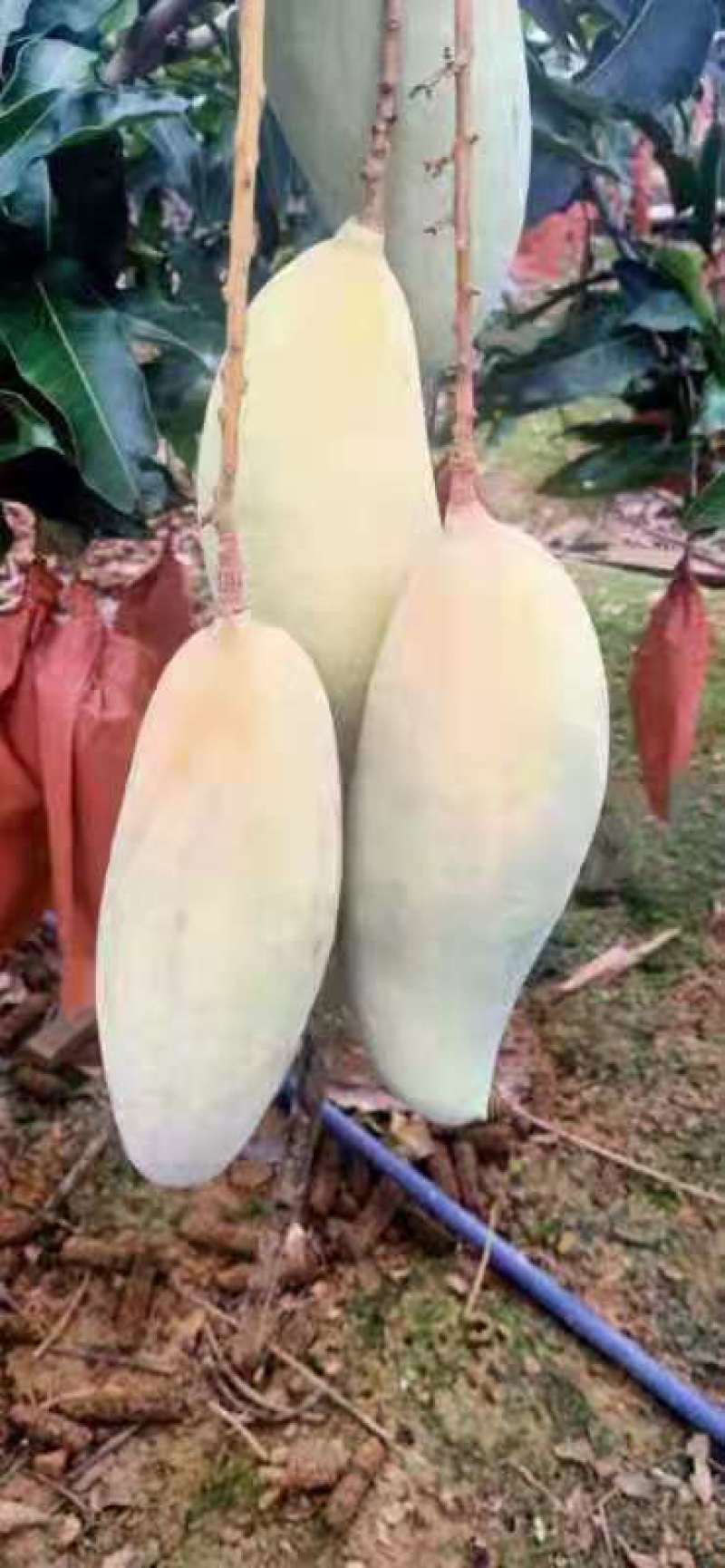 景东晚熟芒果大量上市