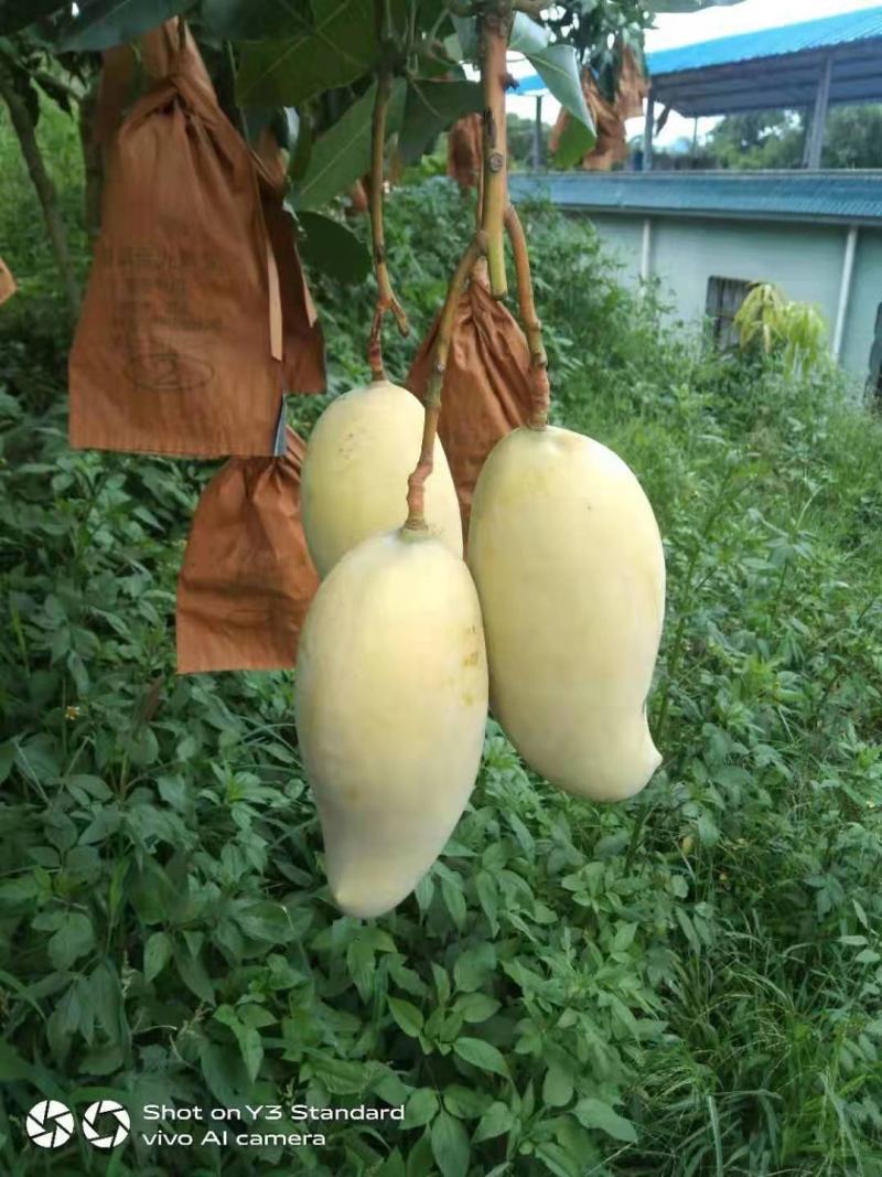 景东晚熟芒果大量上市