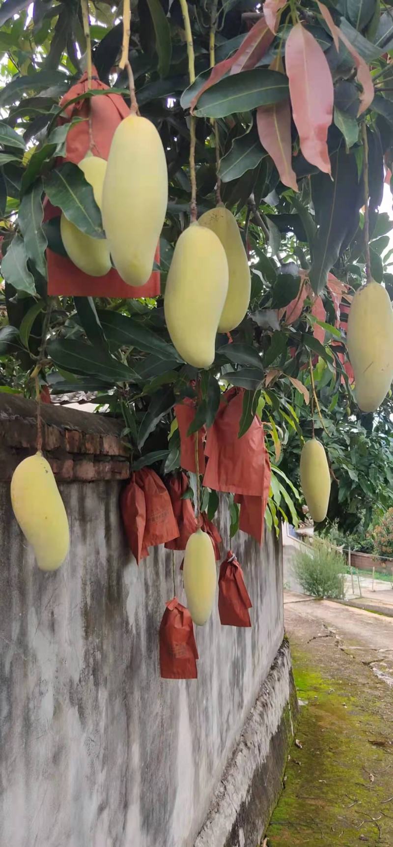 景东晚熟芒果大量上市