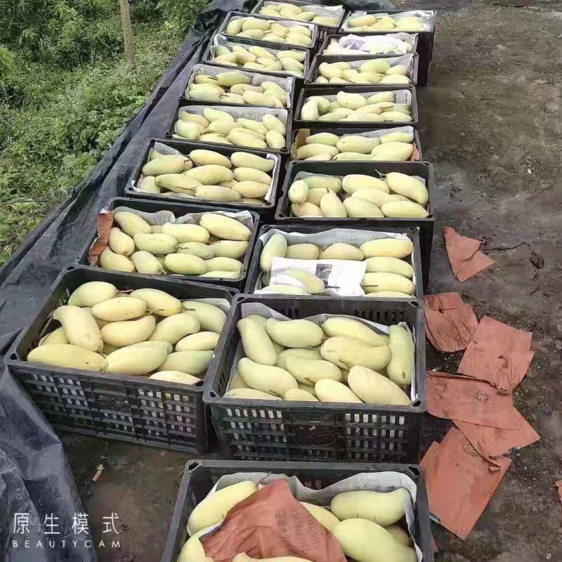 景东晚熟芒果大量上市