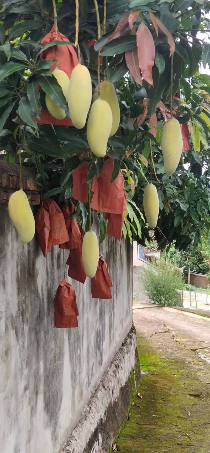 景东晚熟芒果大量上市