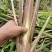 包邮茭白种苗现挖现货早熟改良型双季茭白苗种高笋苗浙茭2号