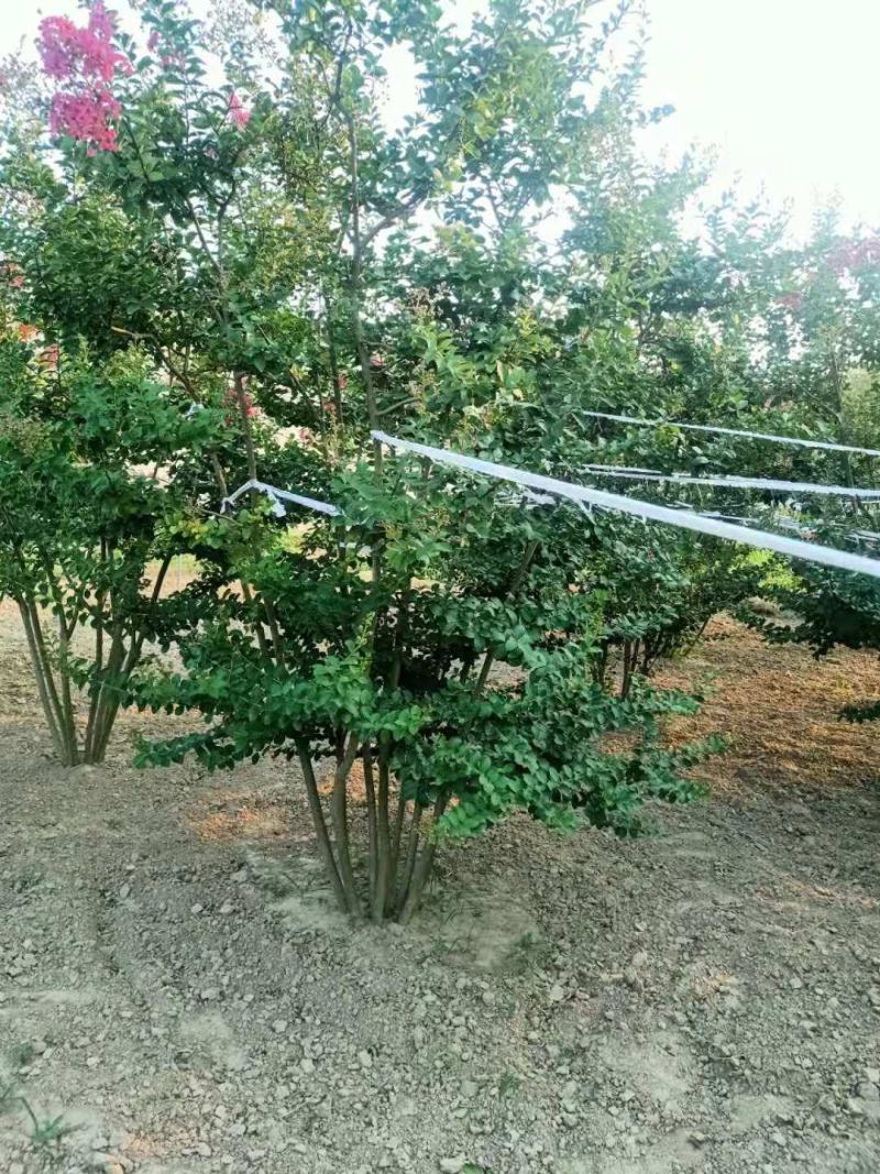 精品丛生紫薇，基地直销，1-5量大，欢迎前来选购，