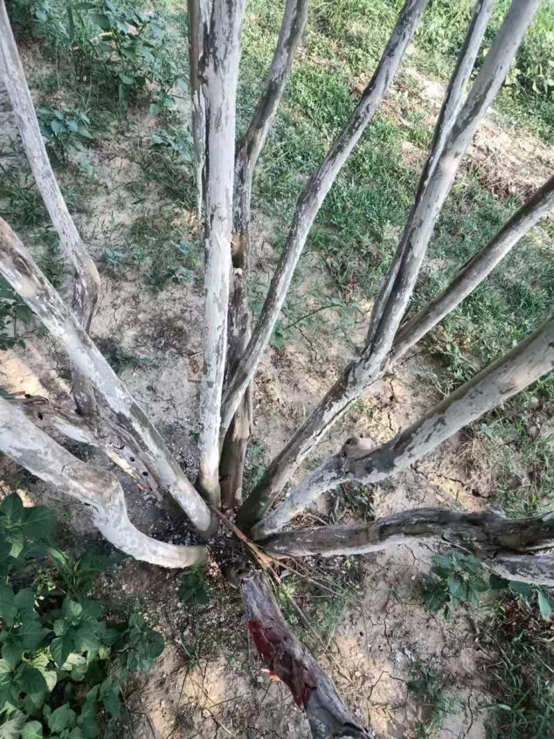 精品丛生紫薇，基地直销，1-5量大，欢迎前来选购，