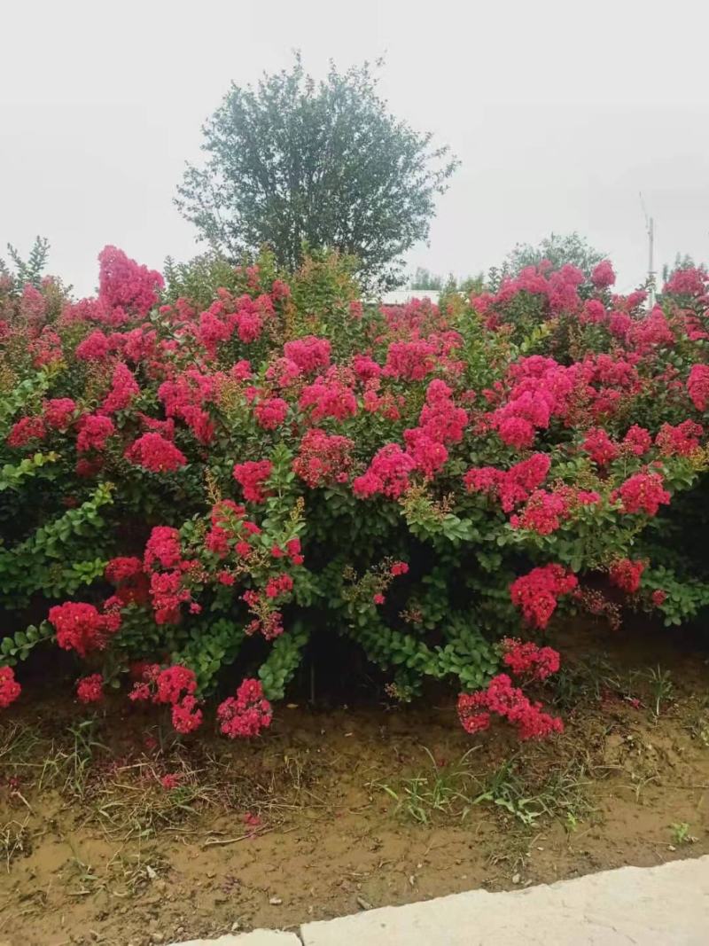 精品丛生紫薇，基地直销，1-5量大，欢迎前来选购，