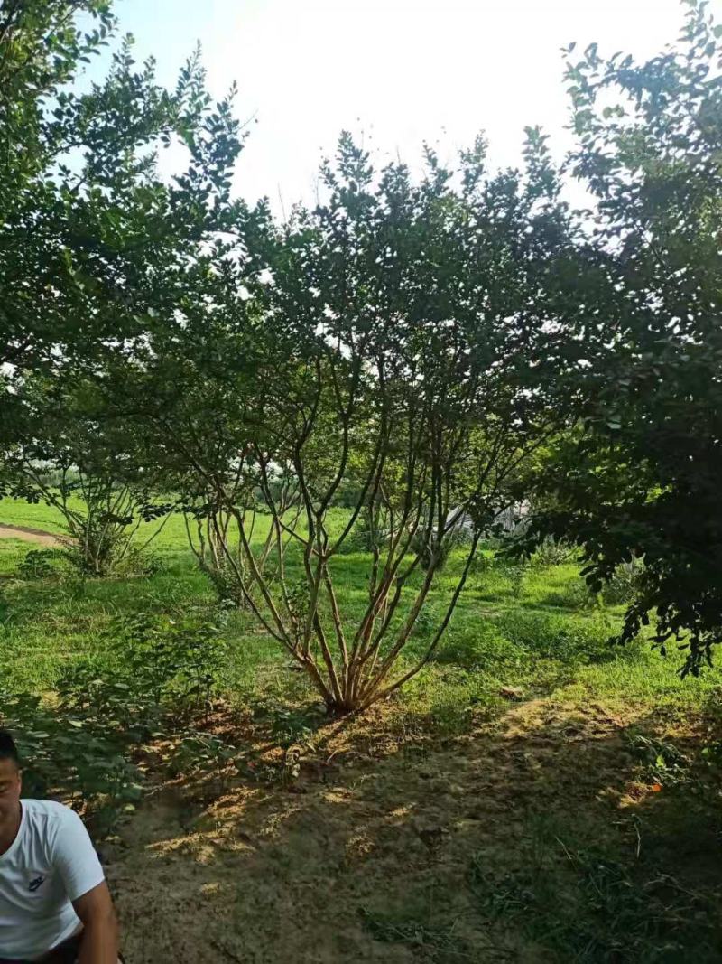 精品丛生紫薇，基地直销，1-5量大，欢迎前来选购，