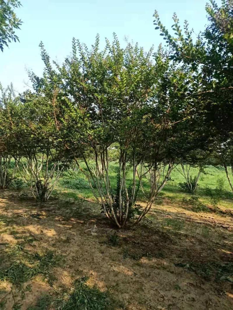 精品丛生紫薇，基地直销，1-5量大，欢迎前来选购，