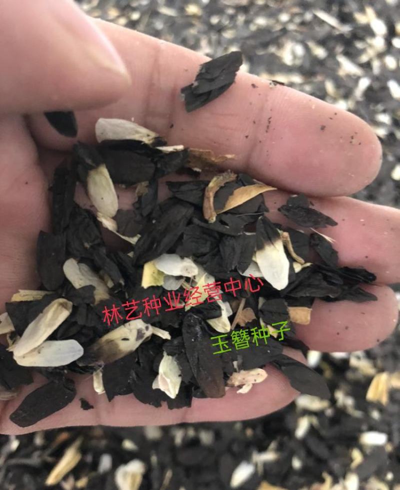 玉簪种子
