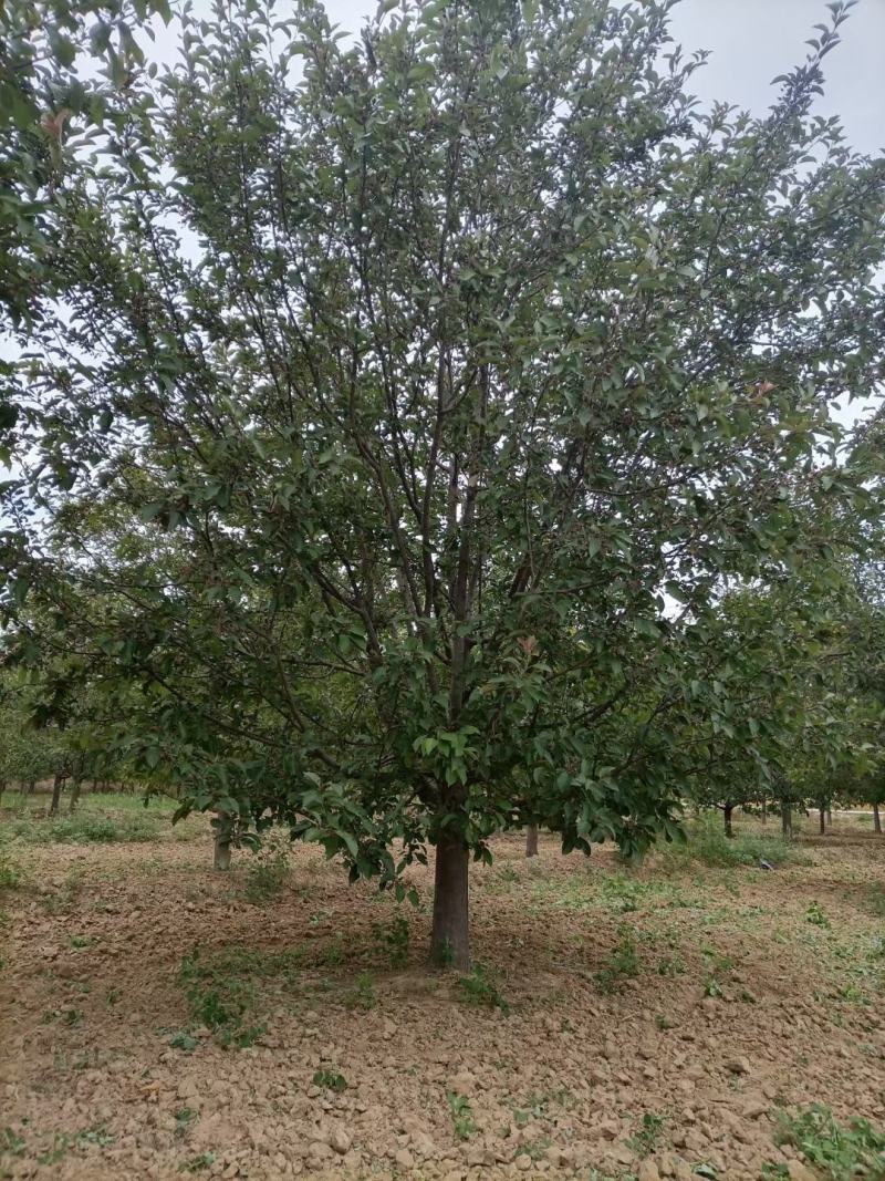 北美海棠，6-20公分基地直销，颗颗精品，欢迎前来选购，