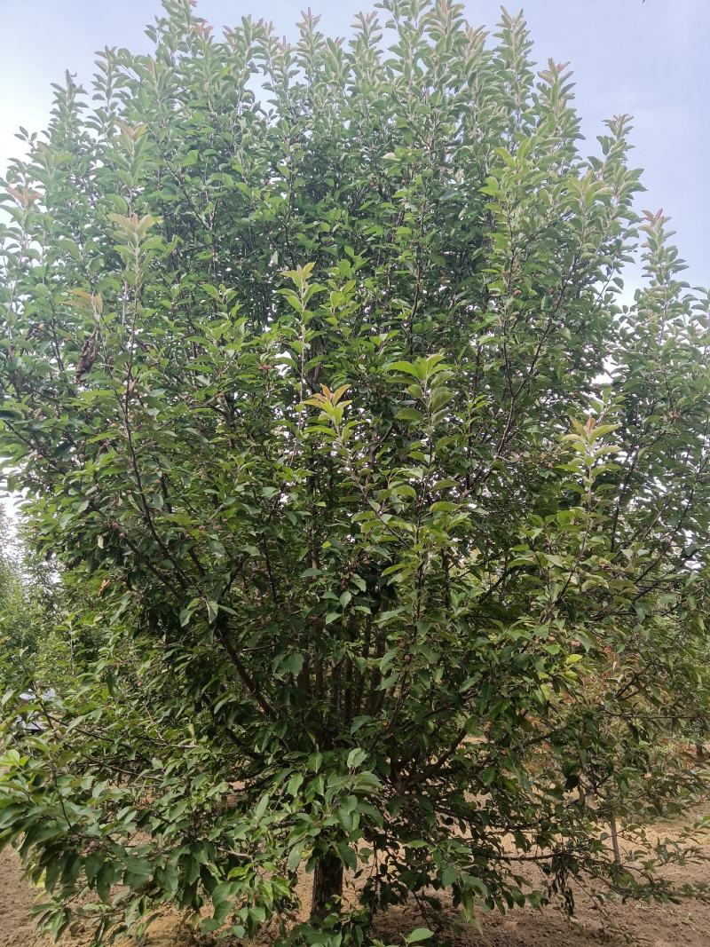 北美海棠，6-20公分基地直销，颗颗精品，欢迎前来选购，
