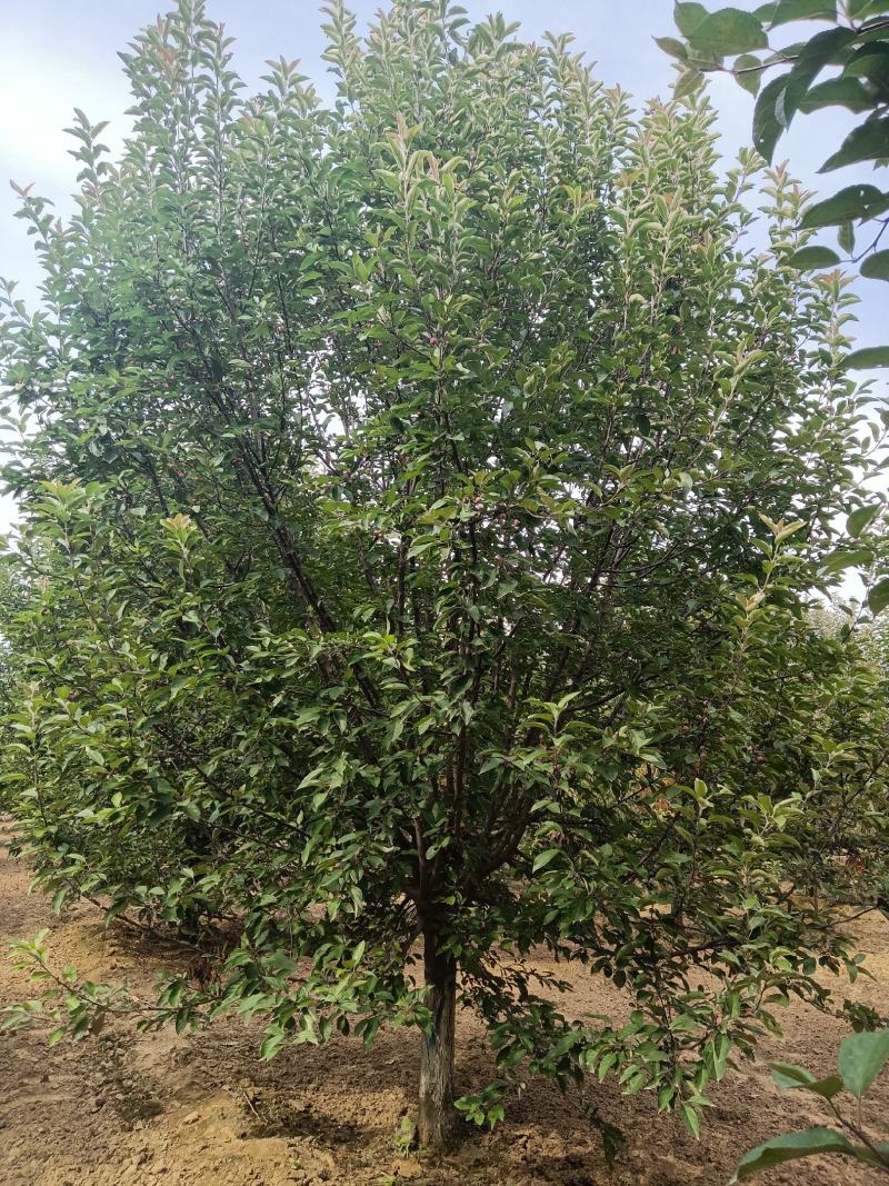 北美海棠，6-20公分基地直销，颗颗精品，欢迎前来选购，
