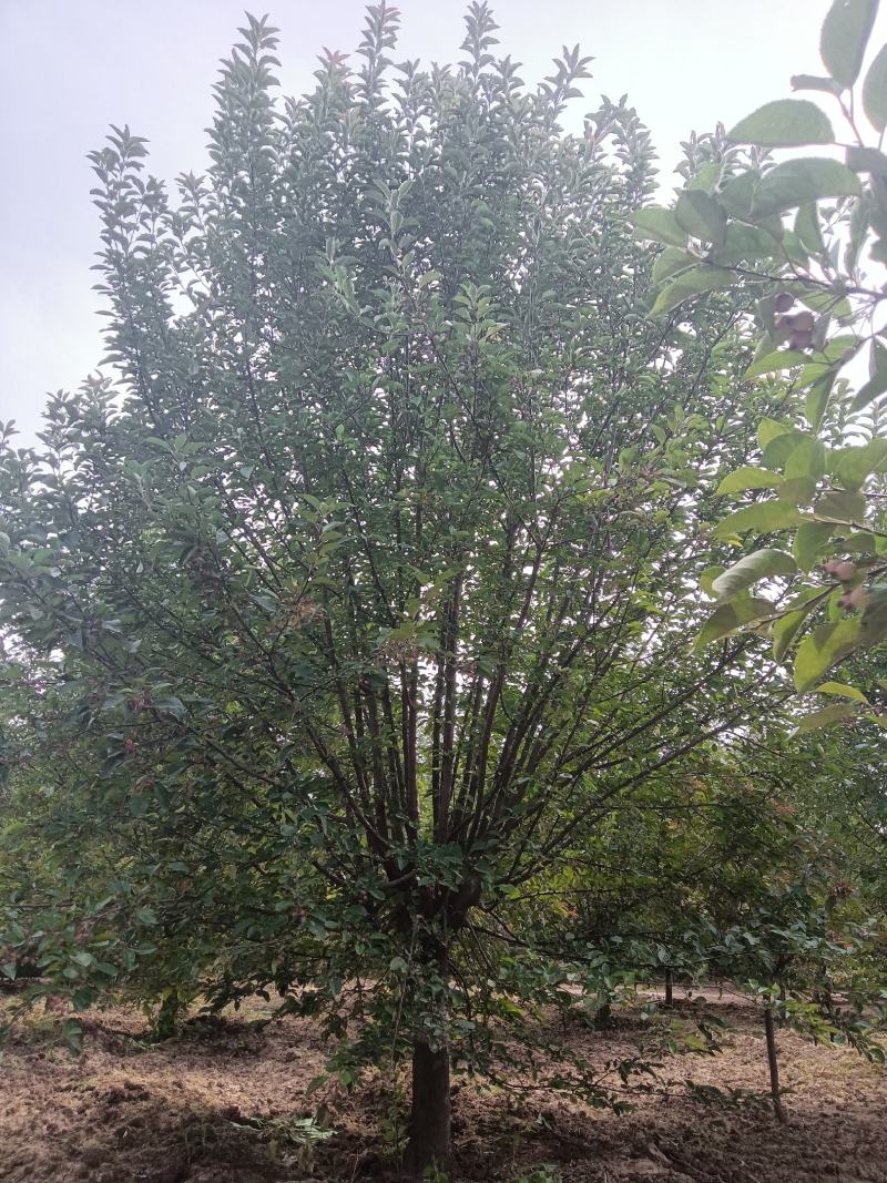 北美海棠，6-20公分基地直销，颗颗精品，欢迎前来选购，