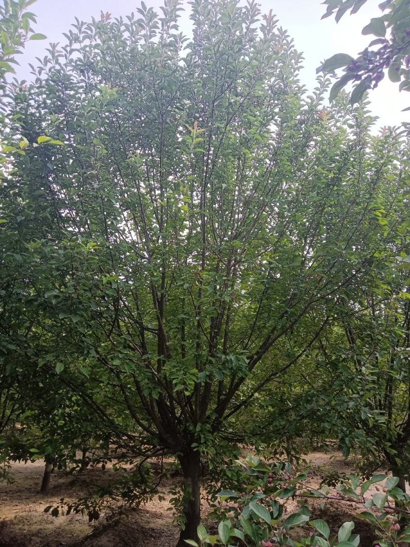 北美海棠，6-20公分基地直销，颗颗精品，欢迎前来选购，