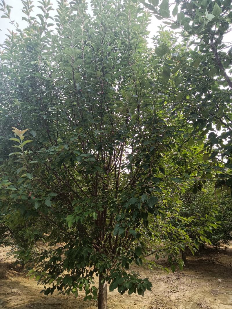北美海棠，6-20公分基地直销，颗颗精品，欢迎前来选购，
