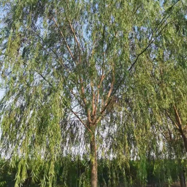绿化苗木精品垂柳，基地直销，2-30公分，颗颗精品，欢迎
