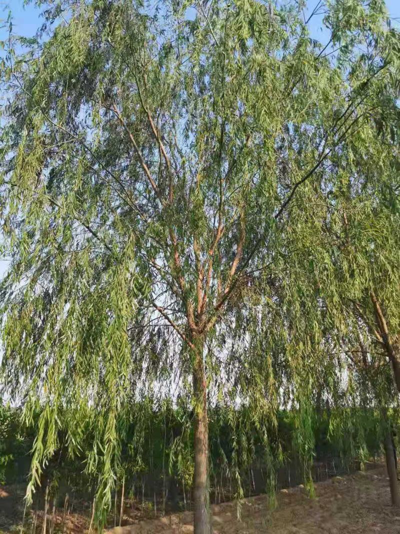 绿化苗木精品垂柳，基地直销，2-30公分，颗颗精品，欢迎