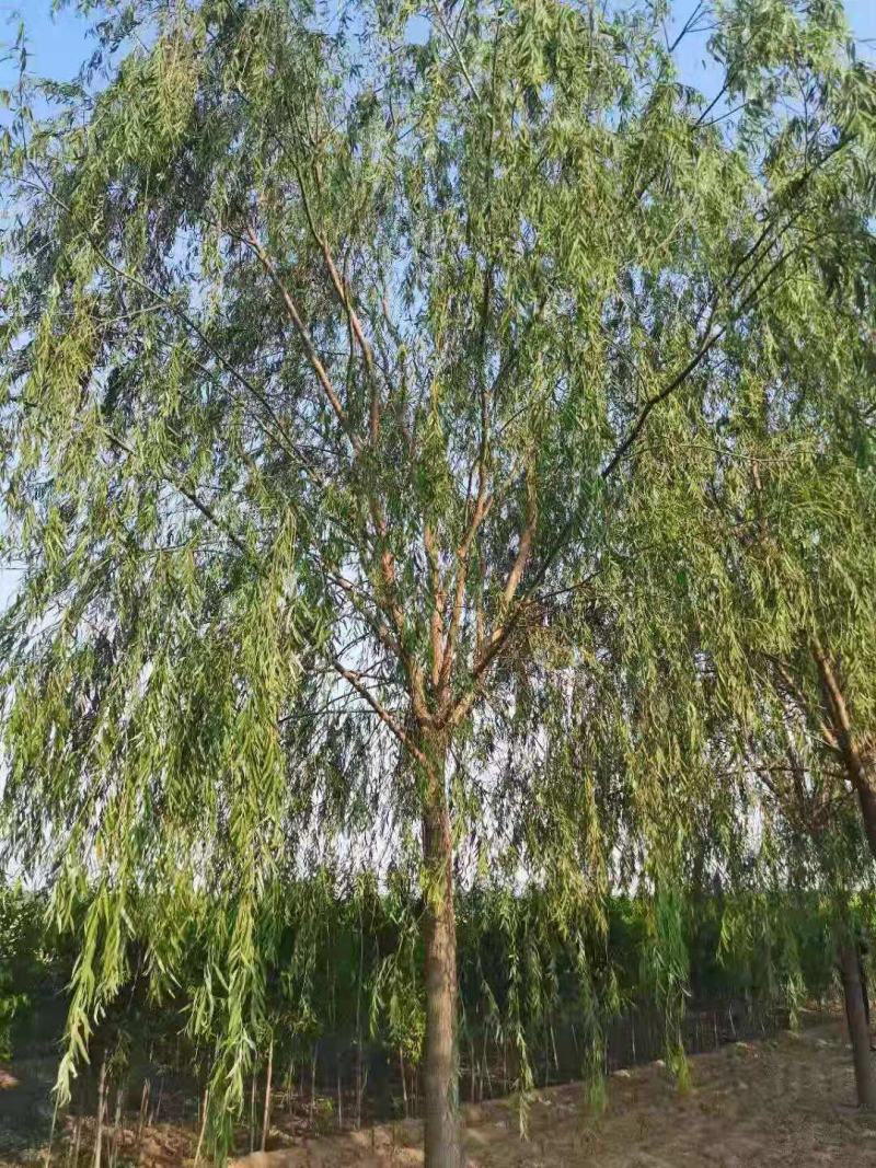 绿化苗木精品垂柳，基地直销，2-30公分，颗颗精品，欢迎