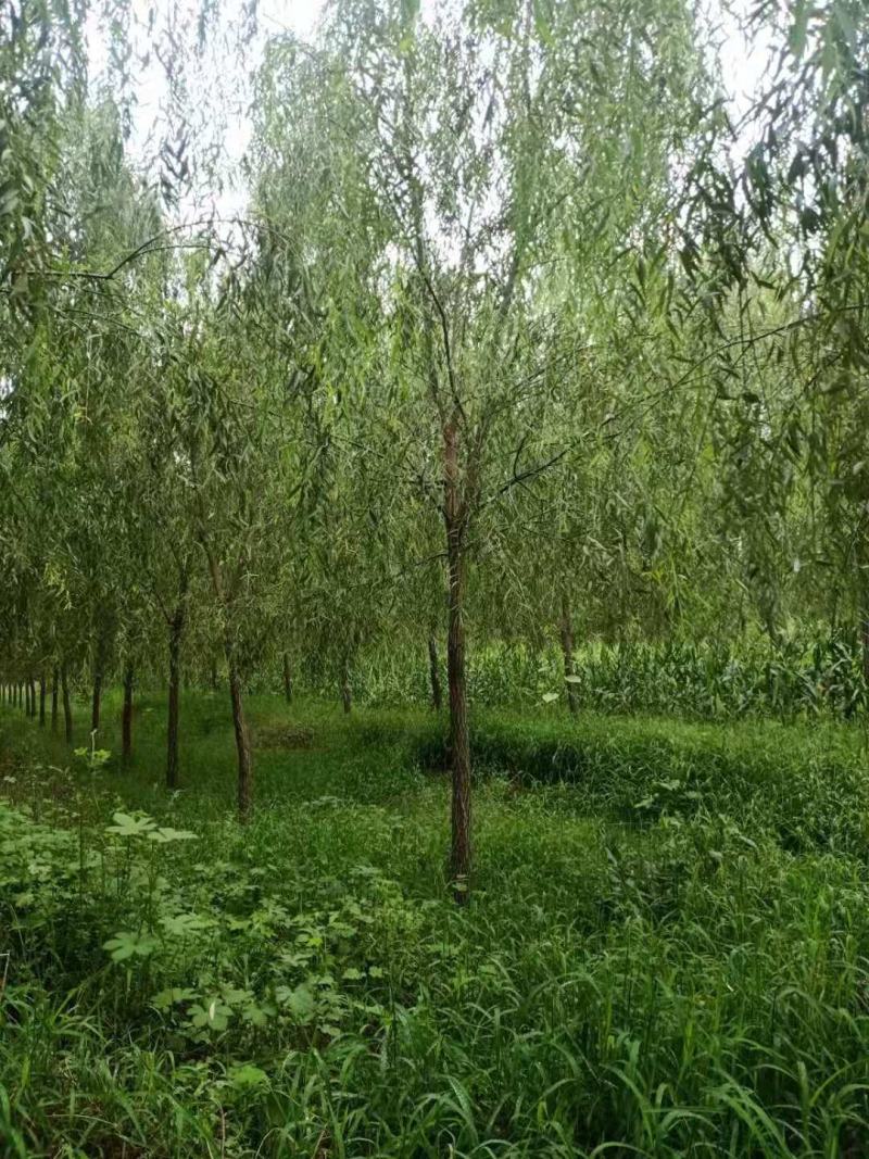绿化苗木精品垂柳，基地直销，2-30公分，颗颗精品，欢迎