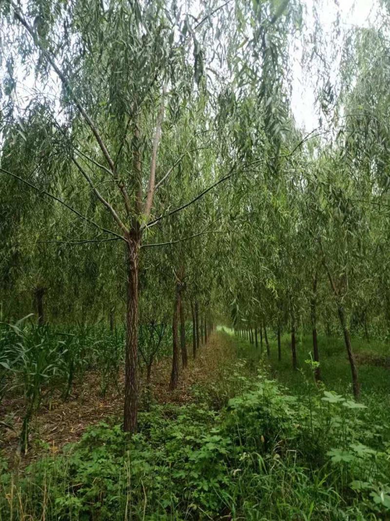 绿化苗木精品垂柳，基地直销，2-30公分，颗颗精品，欢迎