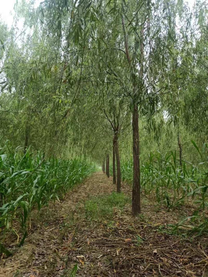绿化苗木精品垂柳，基地直销，2-30公分，颗颗精品，欢迎
