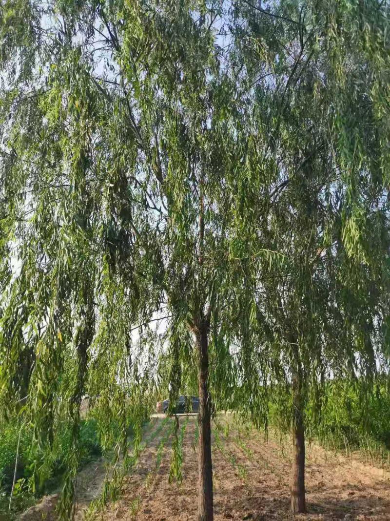 绿化苗木精品垂柳，基地直销，2-30公分，颗颗精品，欢迎