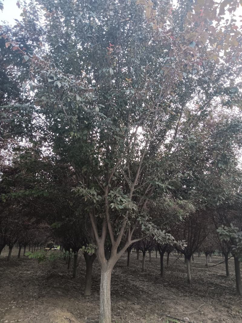 绿化，苗木精品红叶红花碧桃，基地直销，3-20公分，
