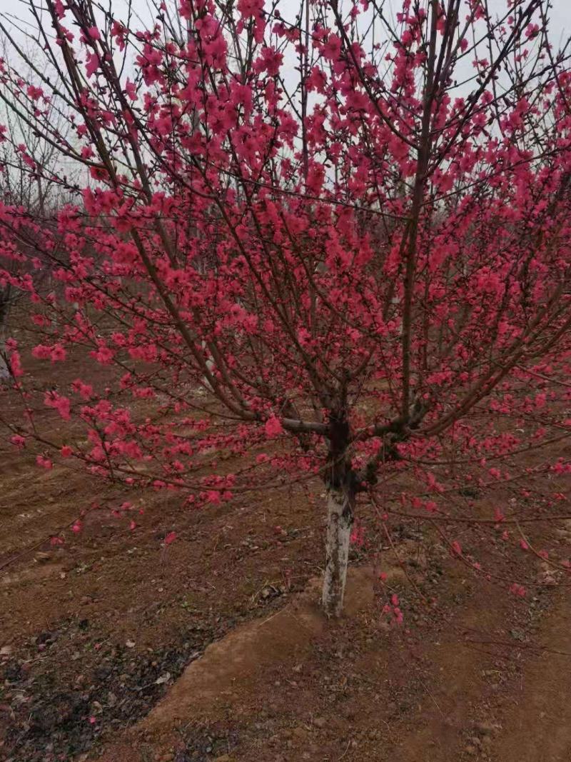 绿化，苗木精品红叶红花碧桃，基地直销，3-20公分，