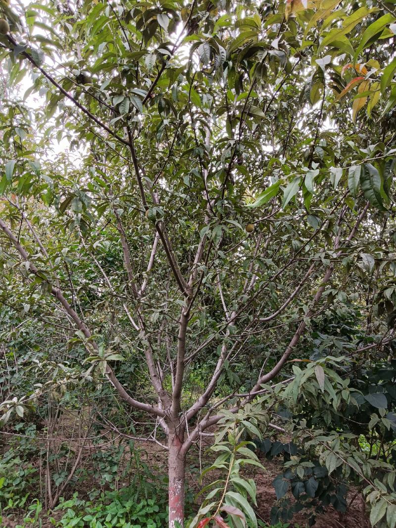 绿化，苗木精品红叶红花碧桃，基地直销，3-20公分，