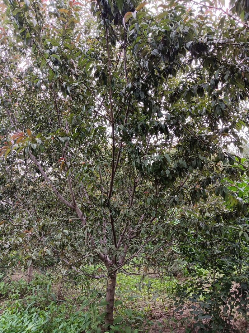 绿化，苗木精品红叶红花碧桃，基地直销，3-20公分，