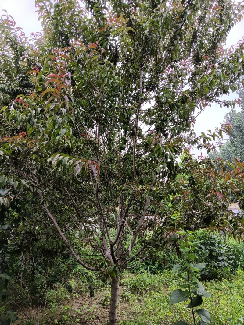 绿化，苗木精品红叶红花碧桃，基地直销，3-20公分，