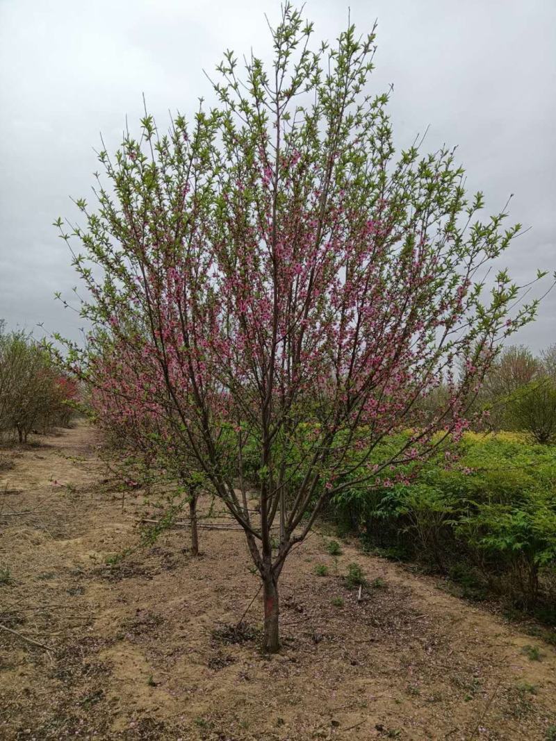 精品碧桃，6-18公分，基地直销，欢迎前来选购