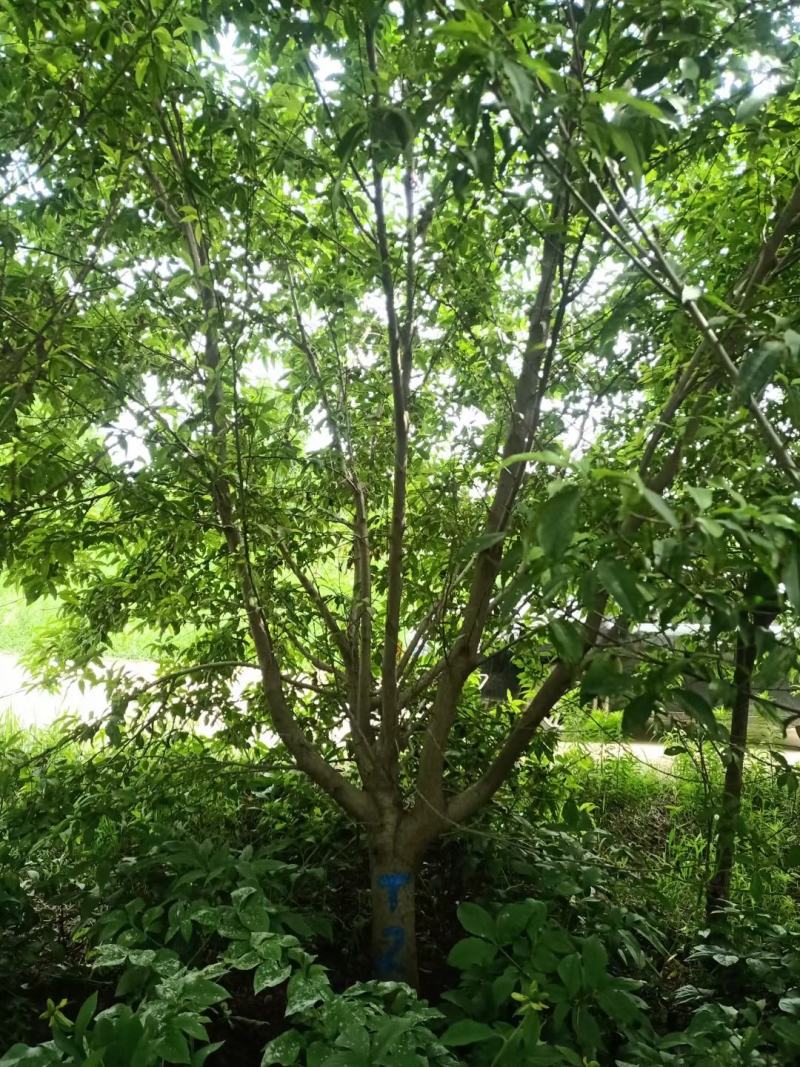 精品碧桃，6-18公分，基地直销，欢迎前来选购