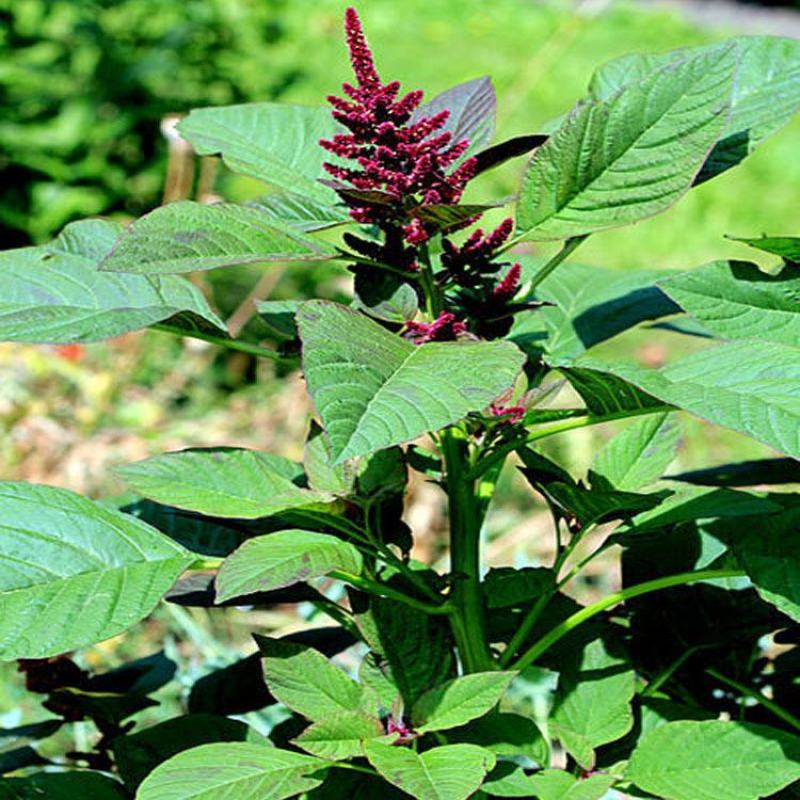 美国籽粒苋种子优质牧草种子高产牧草种子高营养